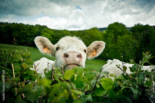 Portrait de vache