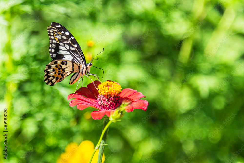 butterfly is sucking nectar from pink flower pollen butterfly is sucking nectar from pink flower pollen