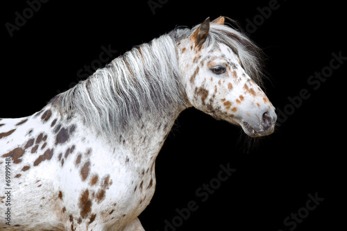 Portrait of the Appaloosa horse or pony