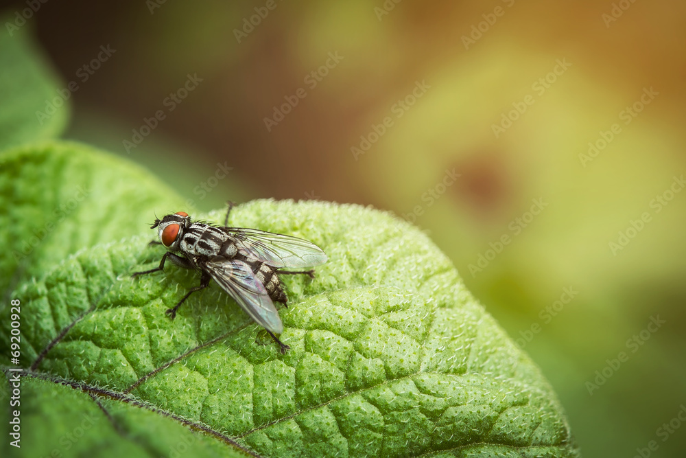 Naklejka premium Fly sitting on a piece of potato