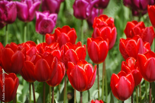 Tulips