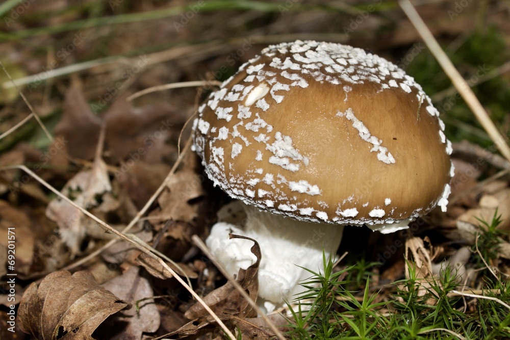 mushroom - panther cap - Amanita pantherina mushroom - panther cap - Amanita pantherina