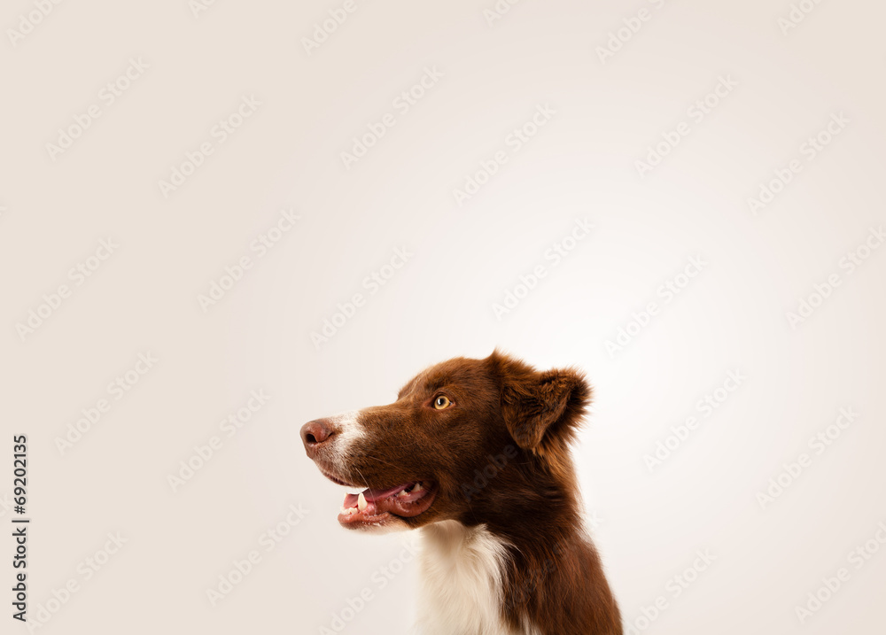 Cute border collie with copy space Cute border collie with copy space
