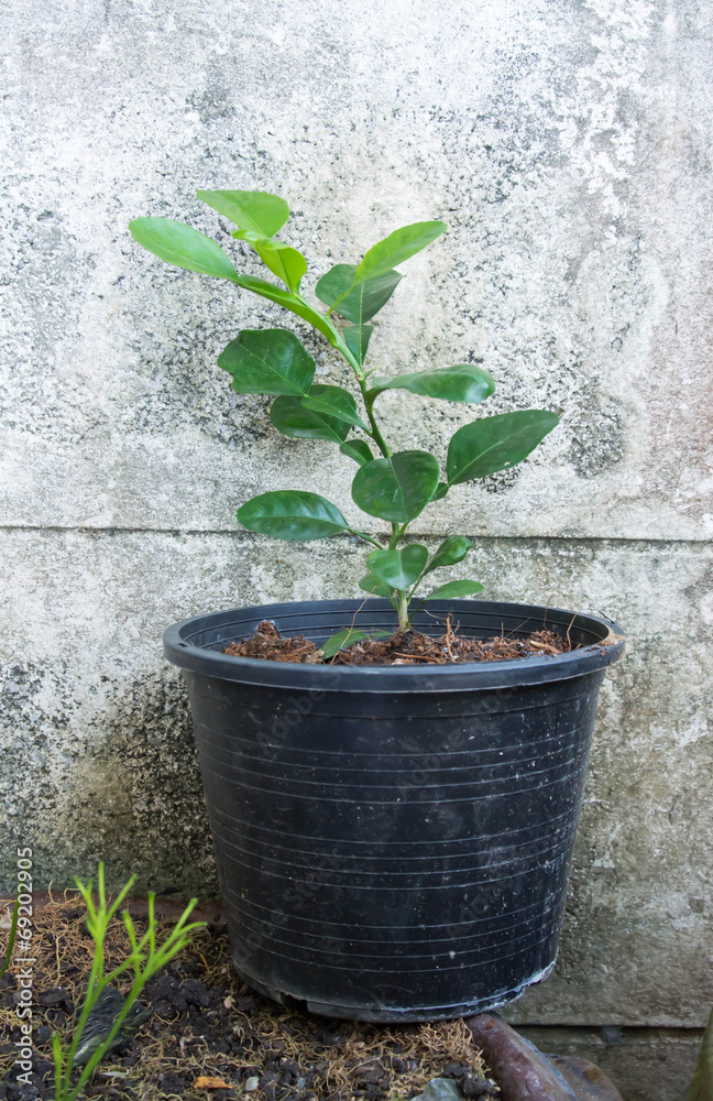 Fototapeta premium house plant 