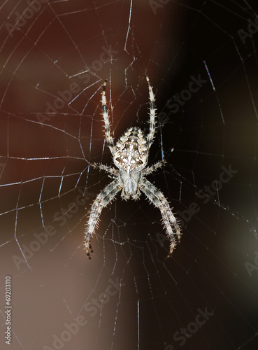 Crossed spider on web