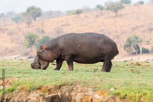 Hippo grazing