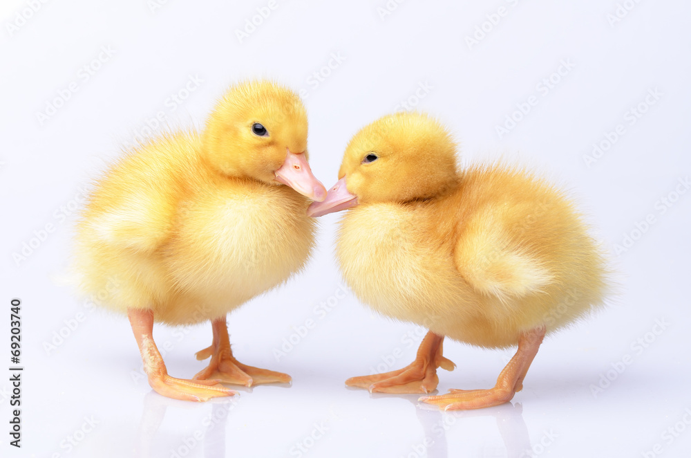 Two ducklings represented on a white background