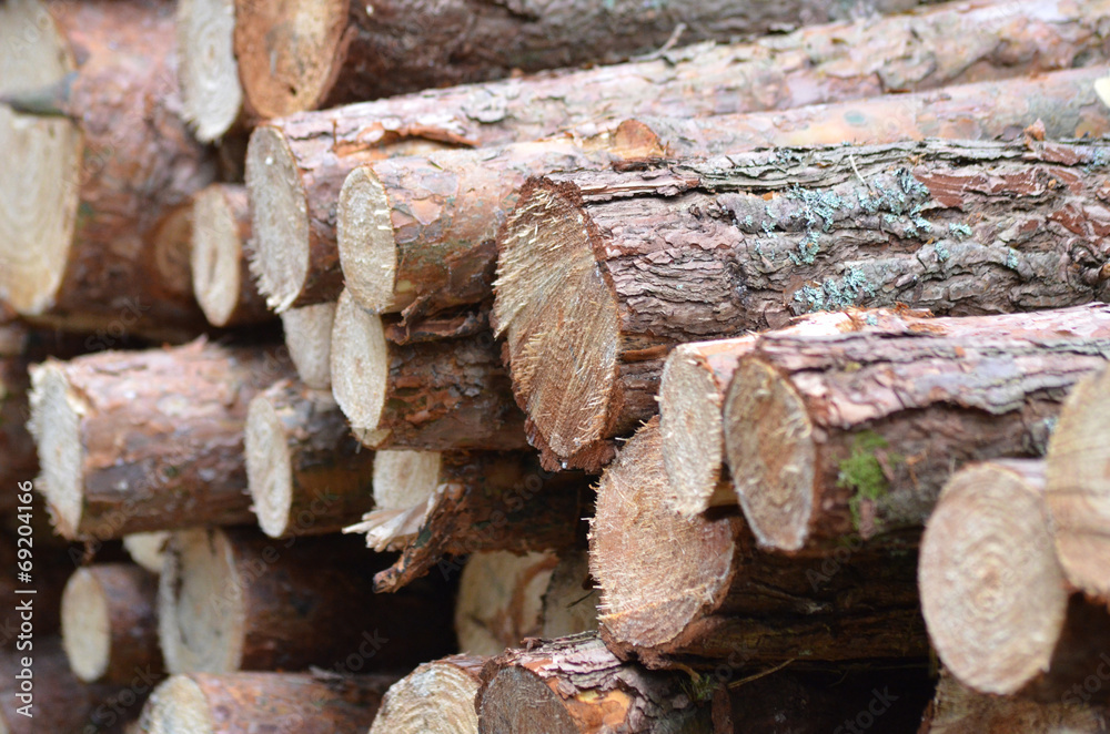 Naklejka premium Wycinka drzew