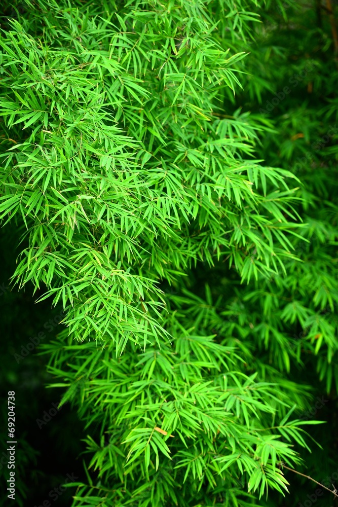 bamboo leaves