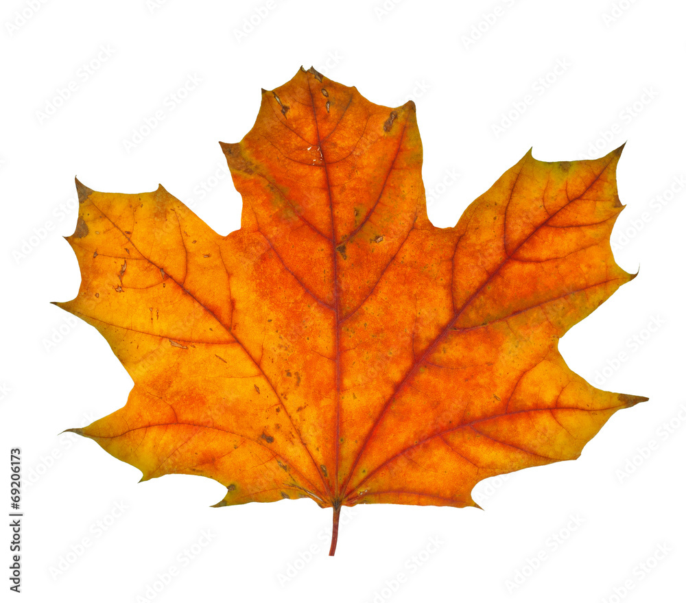 Autumn maple branch with leaves isolated on a white background Autumn maple branch with leaves isolated on a white background
