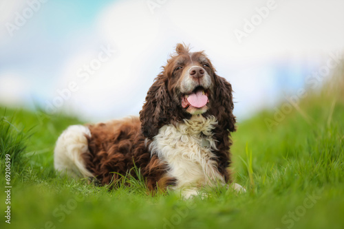 Fototapeta Naklejka Na Ścianę i Meble -  Purebred springer spaniel
