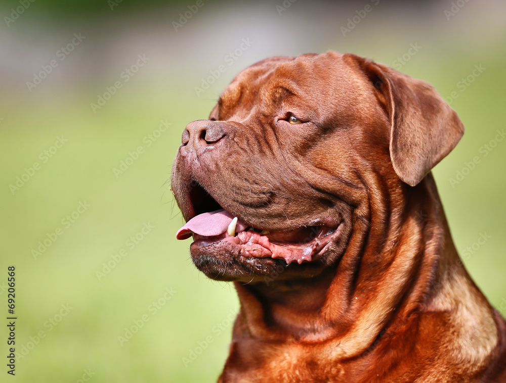 Close-up of french mastiff