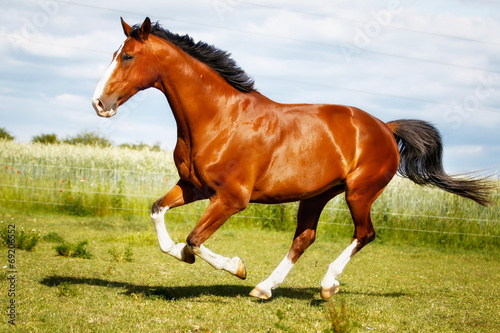 Fotografie, Obraz Running purebred horse