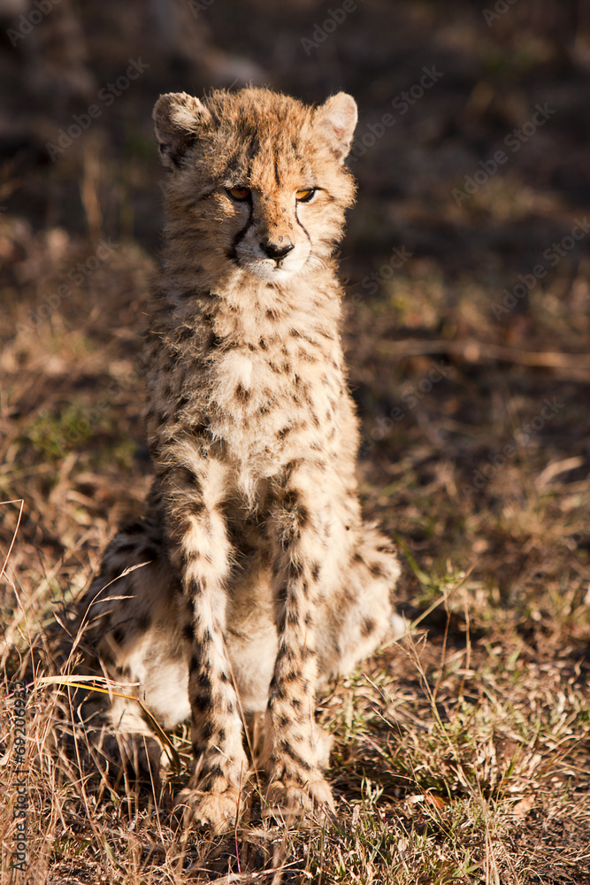 Fototapeta premium Wild Cheetah Cub