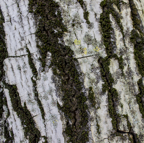 The tree