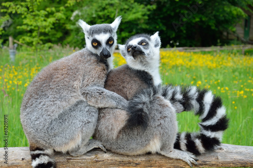 Huddle of lemurs outdoors © oksmit