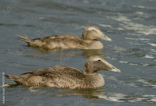 Eider