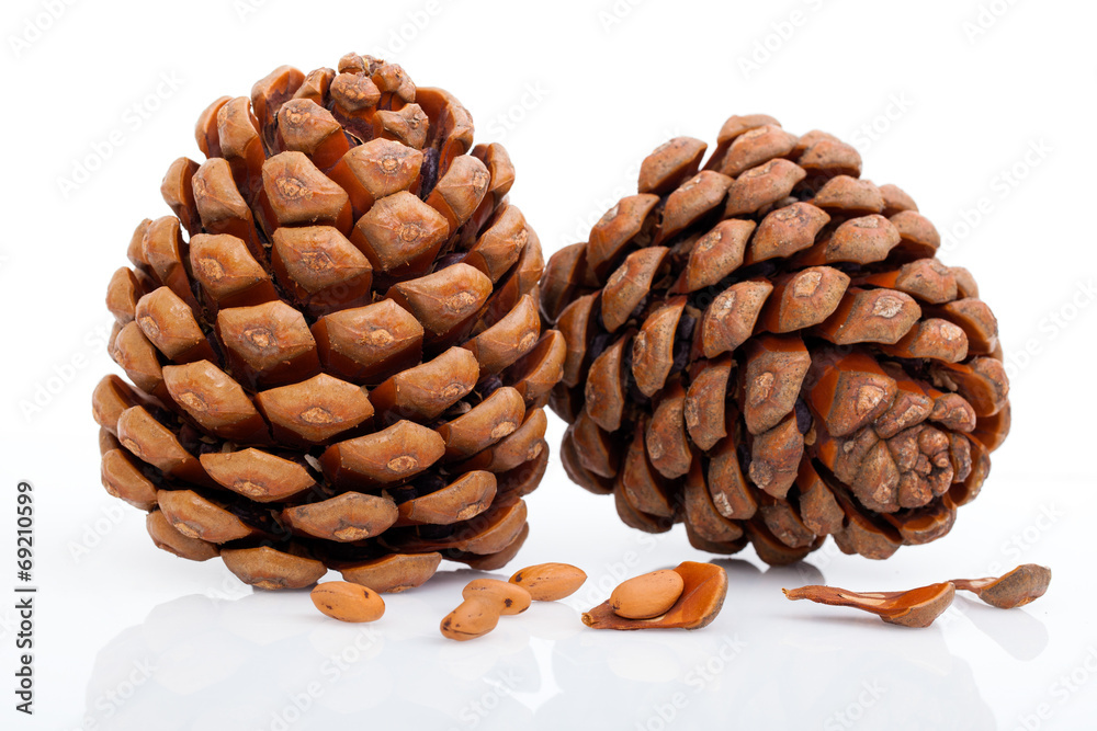 pine cone isolated on white pine cone isolated on white