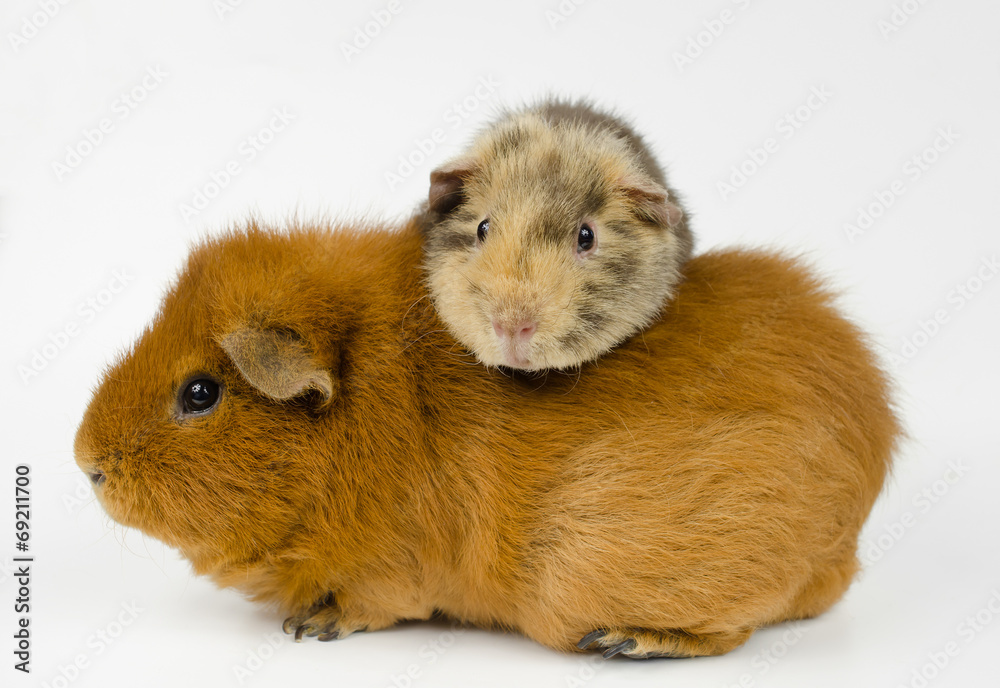 happy baby guinea happy baby guinea