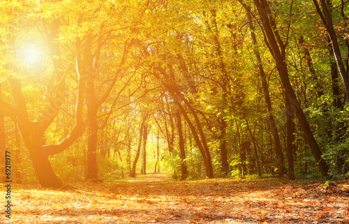 Magical autumn forest on a sunny day