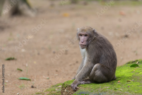 monkey sitting on the floor