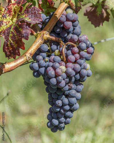 grappe de raisin