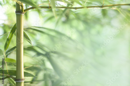 bamboo leaves and twigs with blurred background © vladimirfloyd