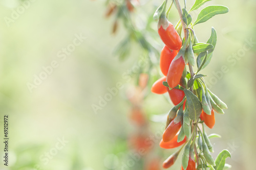 twig filled with fresh goji berries