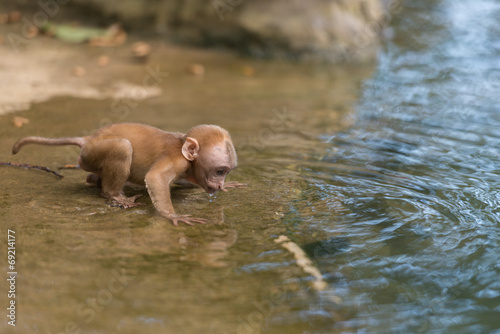 young monkey drink water
