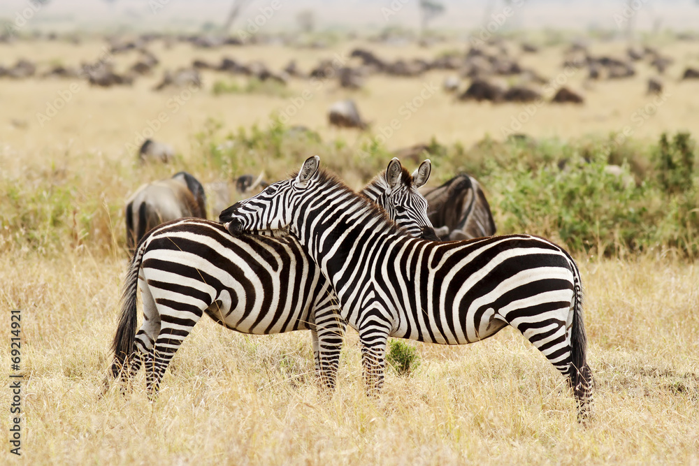 Zebras on the Masai Mara in Africa Zebras on the Masai Mara in Africa