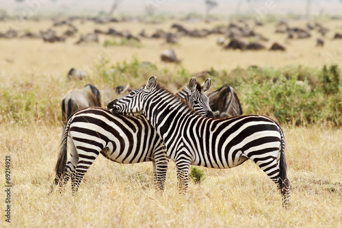 Zebras on the Masai Mara in Africa