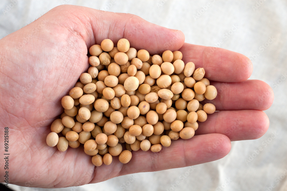 soybean soybean