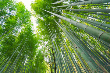 Keuken achterwand Bamboe Arashiyama bamboebos in Kyoto  © stnazkul