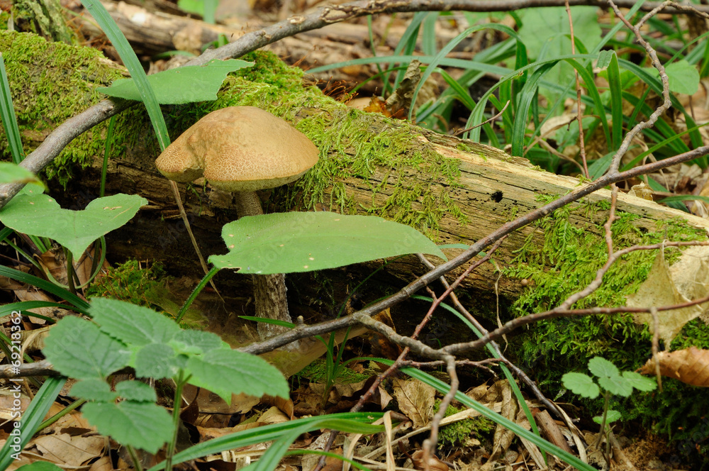 leccinum scabrum mushroom in real environment leccinum scabrum mushroom in real environment