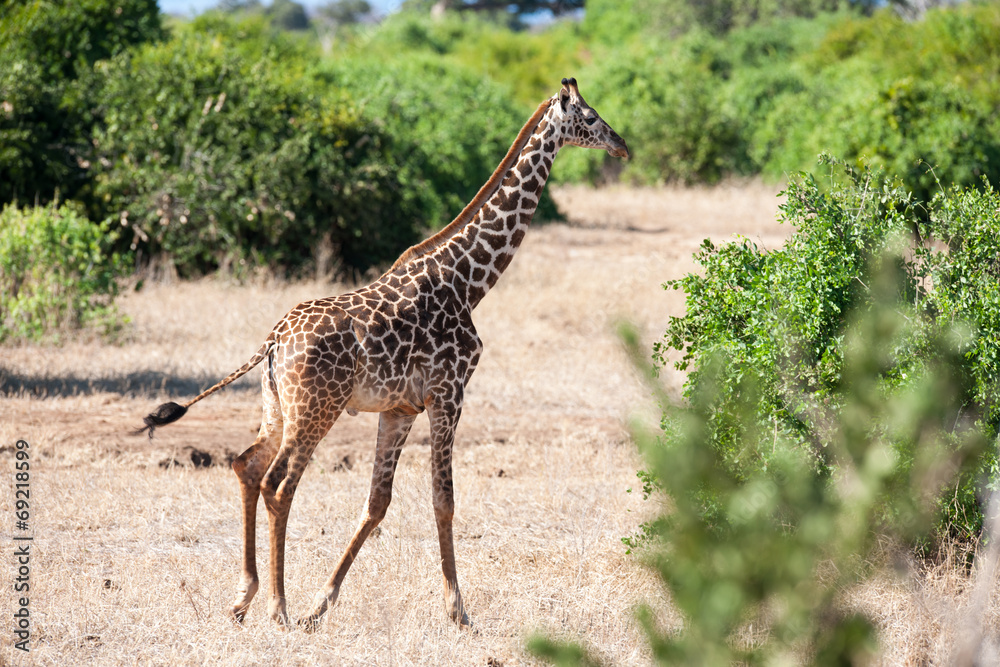 Obraz premium giraffe