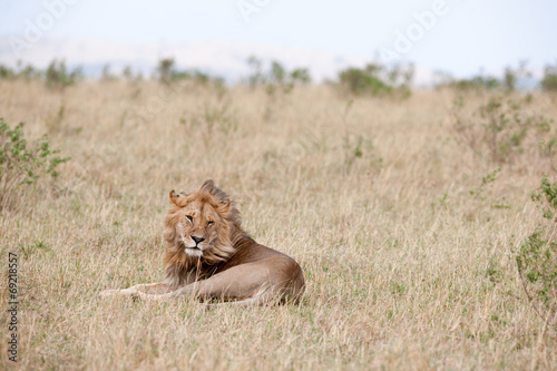 Photography lion