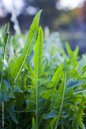organic arugula