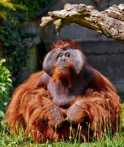 Photography Bornean orang utan