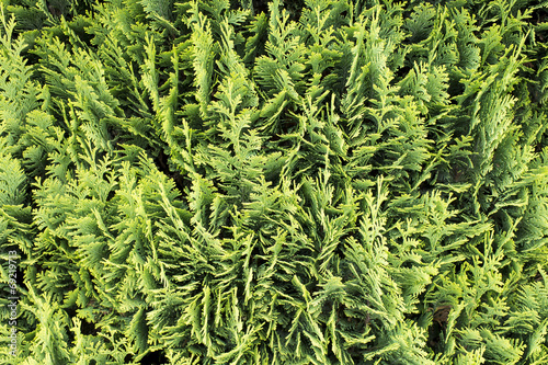 thuja occidentalis background, texture