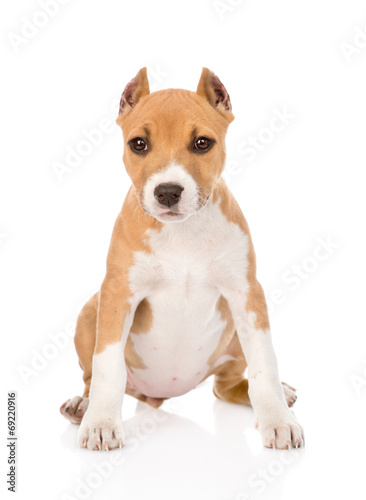 staffordshire terrier puppy sitting in front. isolated on white