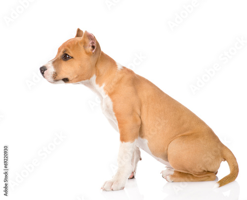 staffordshire terrier puppy sitting in profile. isolated on whit