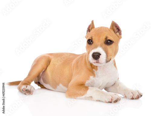portrait staffordshire terrier puppy with cropped ears. isolated