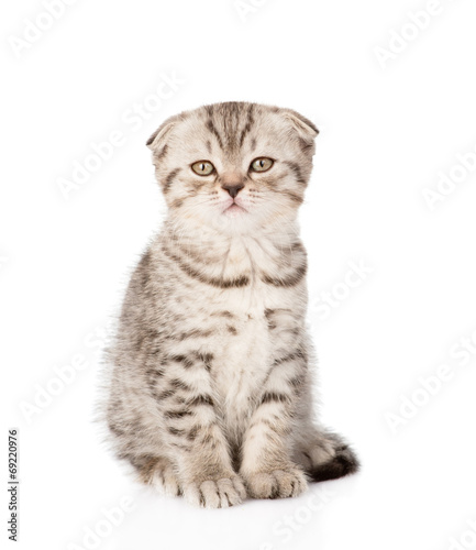 Lop-eared Scottish kitten looking at camera. isolated on white b