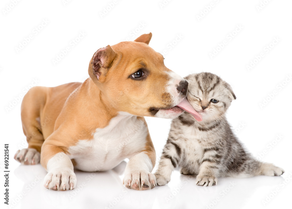stafford puppy licks a scottish kitten. isolated on white backgr