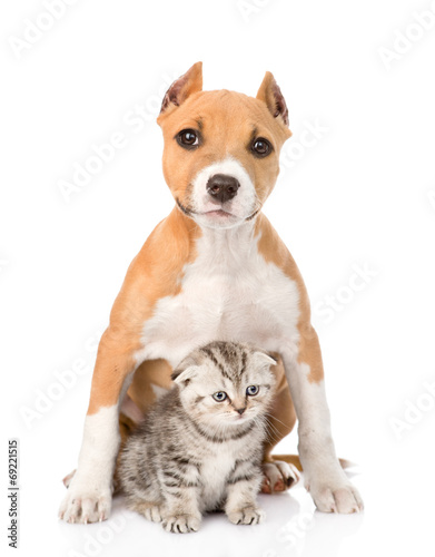 kitten and puppy sitting together. isolated on white background © Ermolaev Alexandr