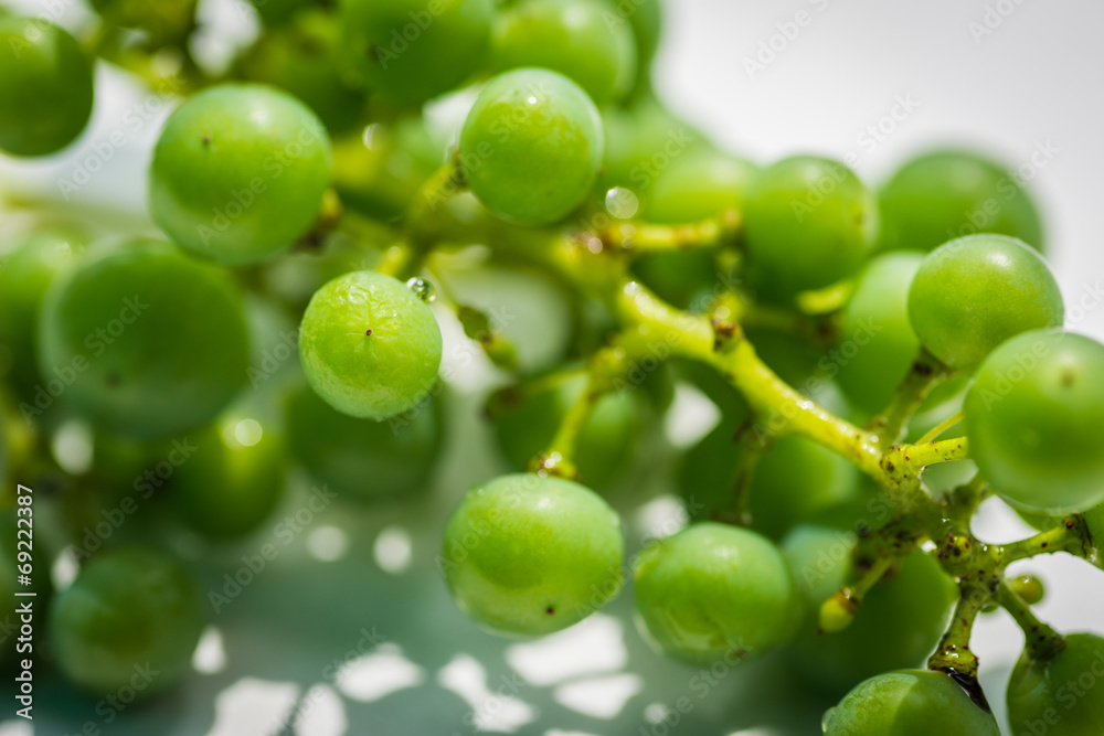 Unripe green grapes on white background. Selective focus.