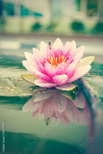 Piękny różowy kwiat lilia wodna lub kwiat lotosu w stawie