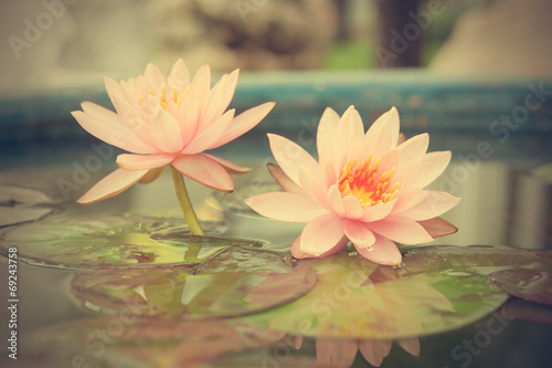 A beautiful pink waterlily or lotus flower in pond vintage photo