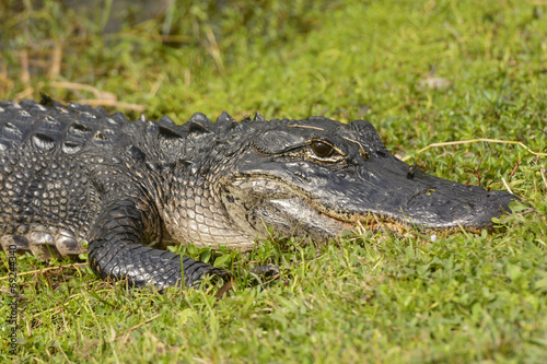 American Alligator in the Wetland