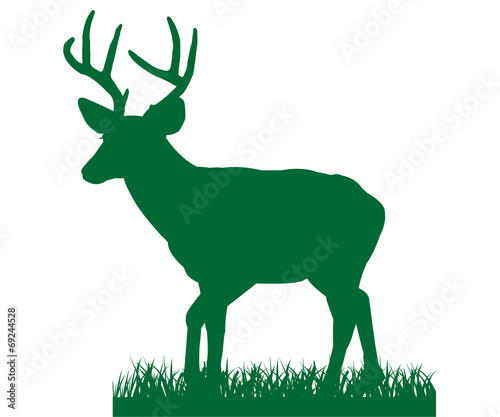 Deer in Grass